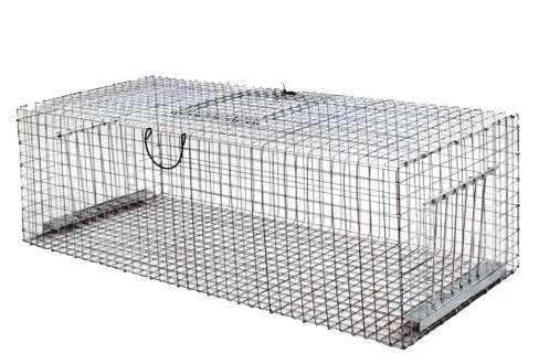 Trappola per piccioni