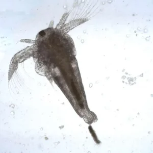 Cisti di Artemia Premium