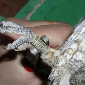 Kit indispensabile per inanellatore