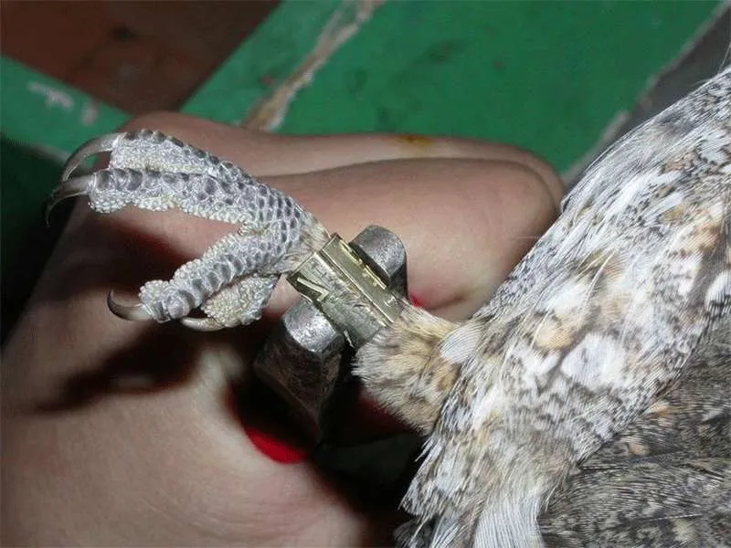 Kit indispensabile per inanellatore