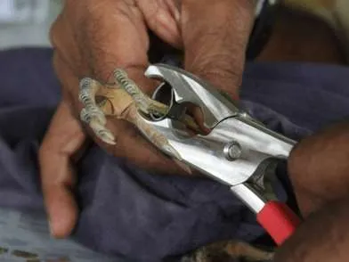 Pinze per inanellamento a 2 misure