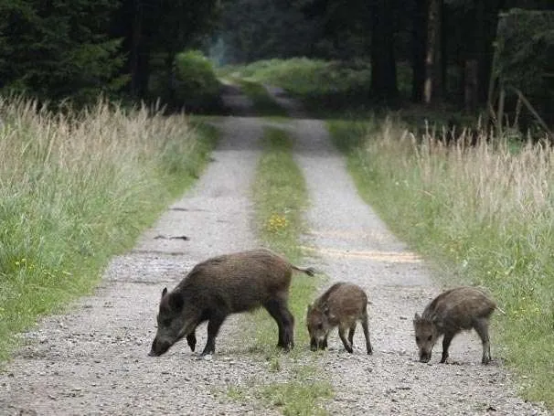 Dissuasore acustico Wild 1