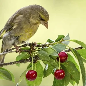Dissuasore acustico per uccelli – Modello Agricolo 22