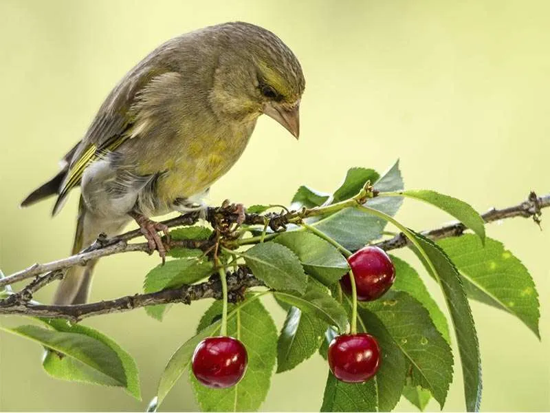 Dissuasore acustico per uccelli – Modello Agricolo 22