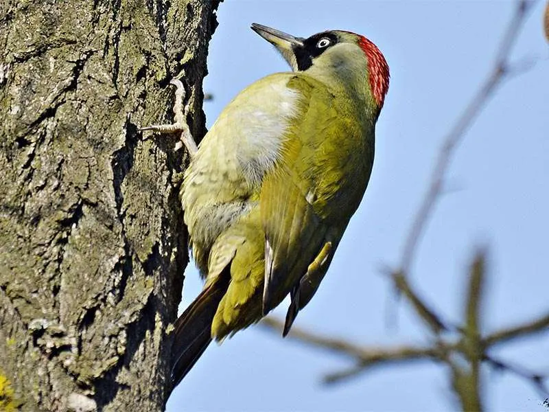 Dissuasore acustico per uccelli – Modello Agricolo 10 - immagine 3
