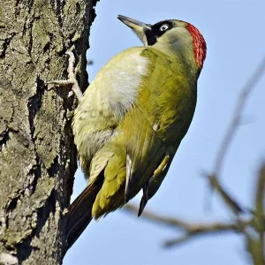 Dissuasore acustico per uccelli – Modello Urbano 1