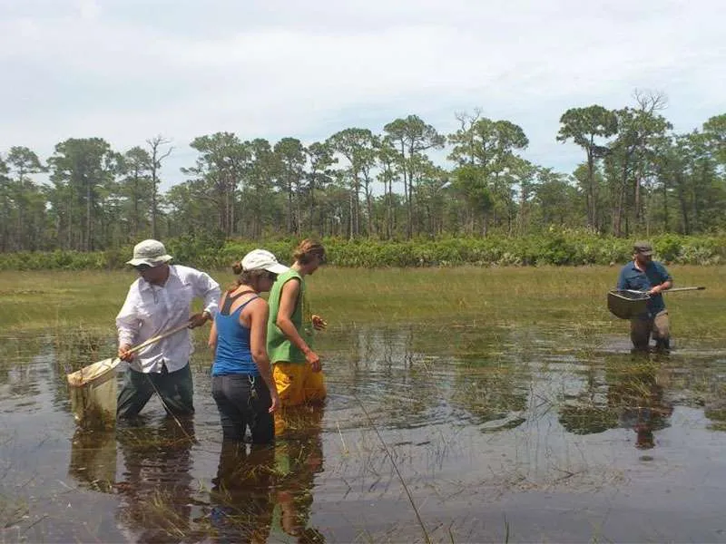 Guadini inox pentagonali professionali Scubla - immagine 7
