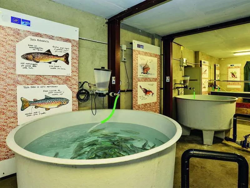 Alimentatore Profi Hatchery 230 Volt - immagine 8