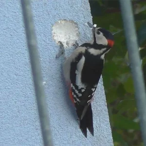 Dissuasore acustico per uccelli – Modello Agricolo 10