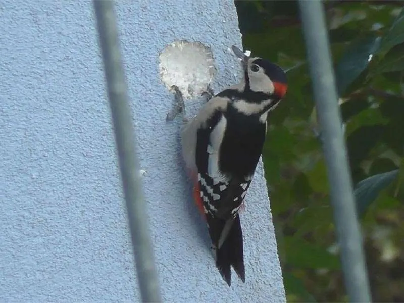 Dissuasore acustico per uccelli – Modello Agricolo 10