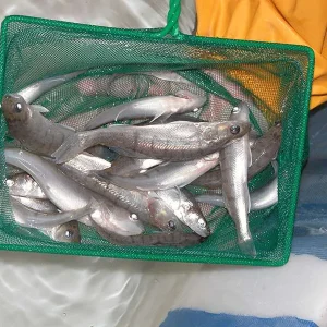 Retini in tulle per piccoli pesci e larve