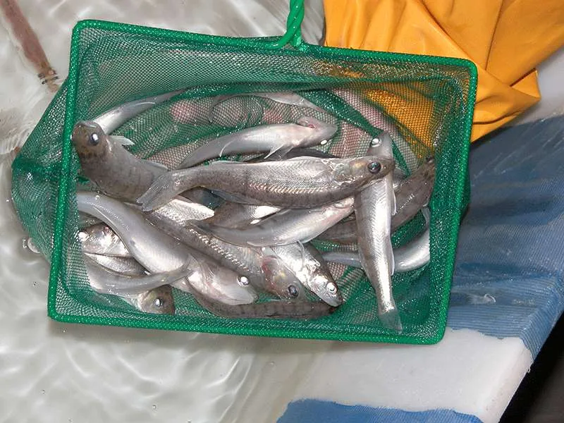 Retini in tulle per piccoli pesci e larve