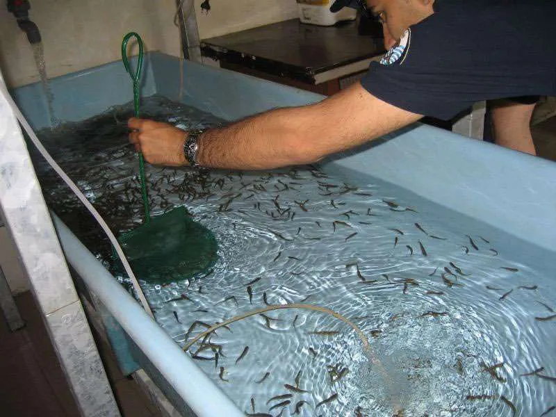 Retini in tulle per piccoli pesci e larve - immagine 7