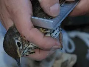 Righelli per misurazione alare