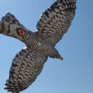 Pallone scacciauccelli FALKOON