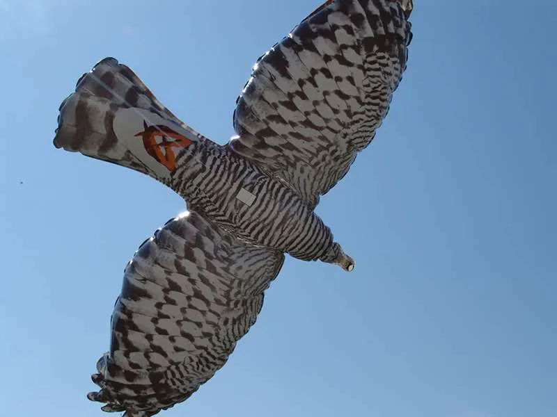 Pallone scacciauccelli FALKOON